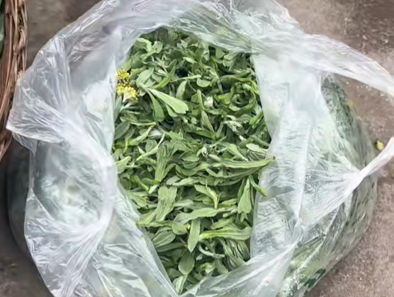 来苏镇灰菜
