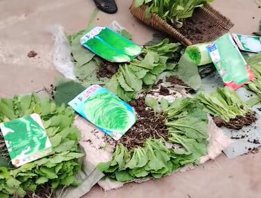 福集镇菜秧