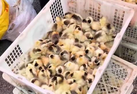 双水街道小鸡苗