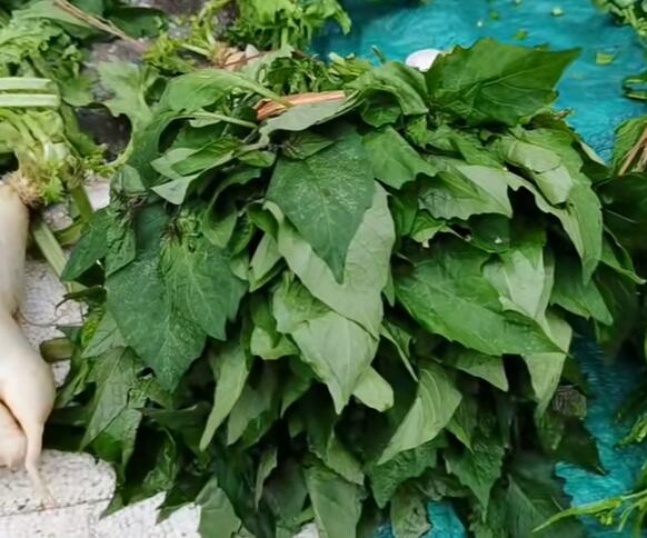 东龙镇白花菜