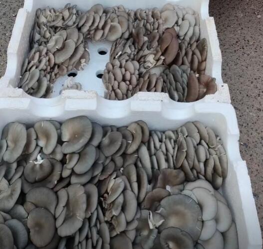 普迹镇平菇